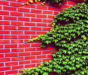 Best Climbing Vine For Pergola (2026)